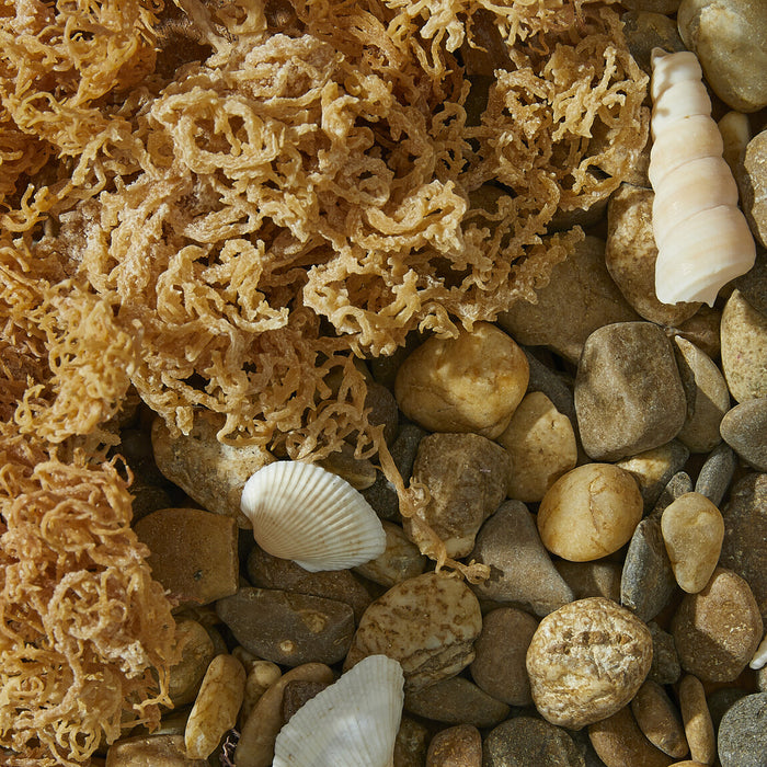 Caribbean Gold Wild Crafted Gold Sea Moss (Irish Moss)